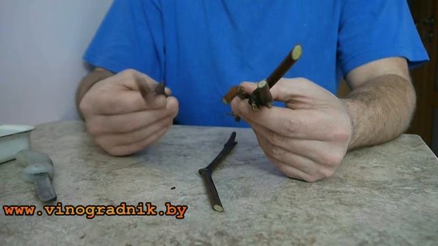 Подготовка черенков винограда к укоренению. смотреть онлайн