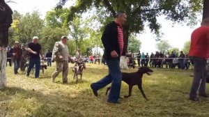 56-я открытая Краснодарская краевая выставка. Курцхаары, ринг сук, младшая возрастная группа