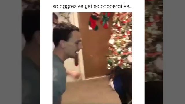 У этого мужика стальные яйца!!! Стригут когти собаке! This guy has steel balls !!! Cut the claws of смотреть онлайн