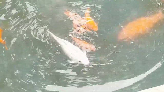 Рыбки в фонтане - Город Геленджик смотреть онлайн