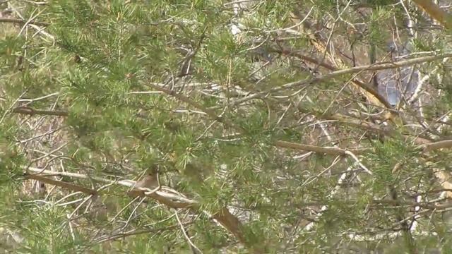 самка воробья лупит самца с он играет в поддавки смотреть онлайн