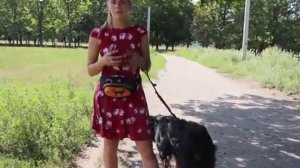 Что делать, если собака сильно линяет? Нужно ли беспокоиться? Ответ ветеринара