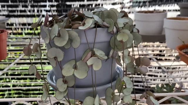 [ Rookie P ] EP139 : สายป่านดวงใจใบเงิน ใบเหลือง ก้านฉ่ำน้ำ | Ceropegia Woodii Silver glory смотреть онлайн