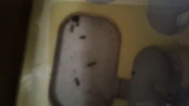 Муравьиная ферма без матки смотреть онлайн