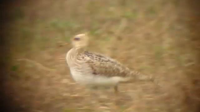 Upland Sandpiper - Bartramia longicauda смотреть онлайн