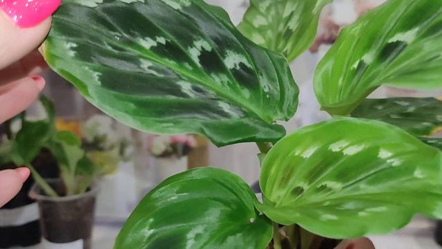 И снова посмотрим на новинки этого сезона. Растем! смотреть онлайн