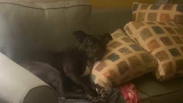 Chloe our PitBull 2021 смотреть онлайн