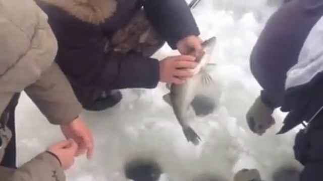 Красный Кут 12.01.2016 №2 смотреть онлайн