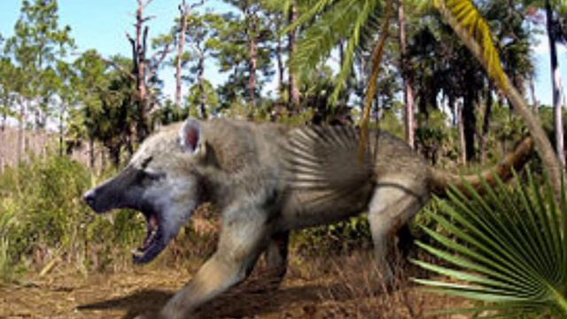 Амфициониды древние хищники кайназойской эры смотреть онлайн