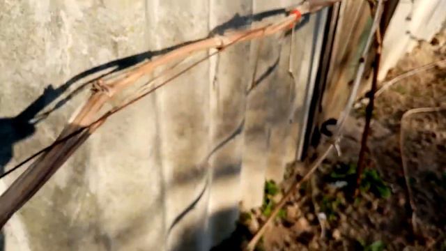 Состояние почек винограда. Когда открывать? смотреть онлайн