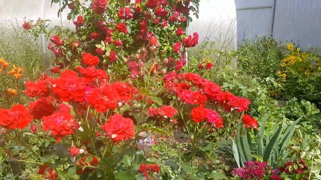 Фотозона из розы Фламентанц( Flammentanz) смотреть онлайн