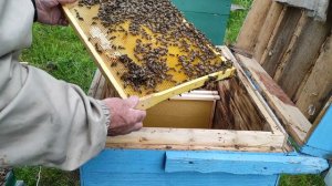 пересадка пойманного роя пчел. как это делаю я.