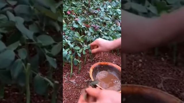 Как Размножить РОЗУ черенками/посадка в теплице #просто #plant #flower #flowerplant смотреть онлайн
