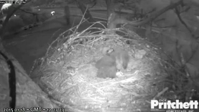 E6 incurred E5's wrath, trying to eat foot - Southwest Florida Bald Eagles смотреть онлайн