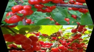 Знаменитые сорта войлочной вишни