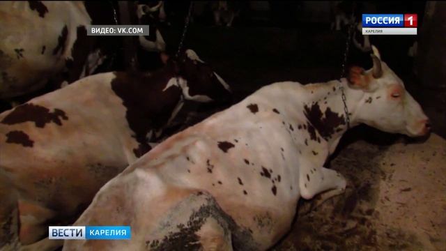 Пряжинским коровам предложили качественный корм смотреть онлайн