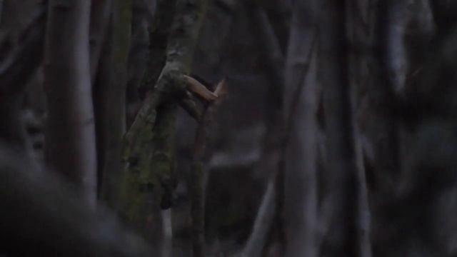 Лань, новые угодья 2й выход. смотреть онлайн