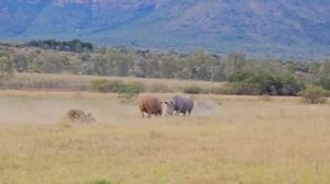 АГРЕССИВНЫЙ НОСОРОГ АТАКУЕТ; СМОТРИ ЧТО БЫЛО ДАЛЬШЕ