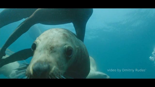 Сивучи. смотреть онлайн