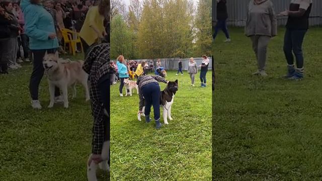 Отбор в Бестах 2 группы #tttt #cane #canecorso #канекорсо #canecorsoitaliano #канекорсоитальяно смотреть онлайн