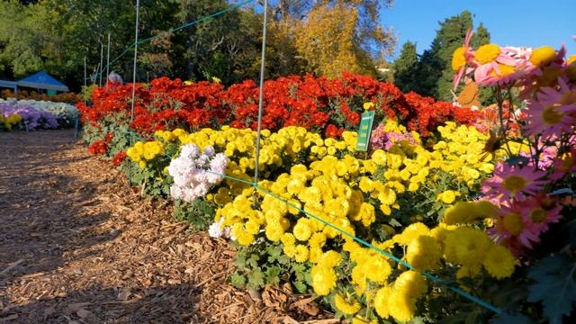 Невероятное буйство красок ? Бал хризантем - Никитский ботанический сад смотреть онлайн