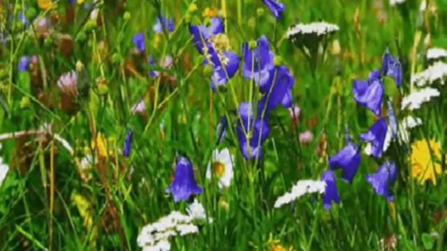 Сколько бы кукушка мне не куковала смотреть онлайн