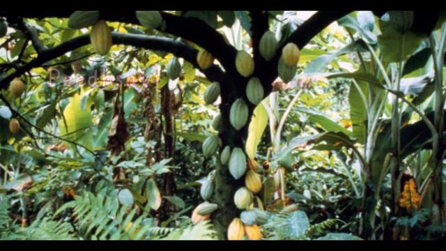 Amazing facts of Amazon Forest | தமிழில் | Amazon Forest Fire | More Co2 Consumed Trees смотреть онлайн