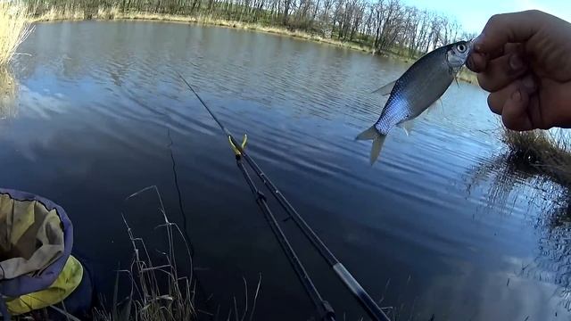 Ведро КАРАСЯ на удочку в начале апреля. Ловля карася на поплавок весной. С махом за карасем смотреть онлайн