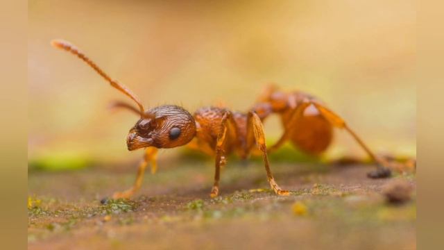 Как поймать матку муравьев? И как её определить? смотреть онлайн