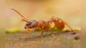 Как поймать матку муравьев? И как её определить?