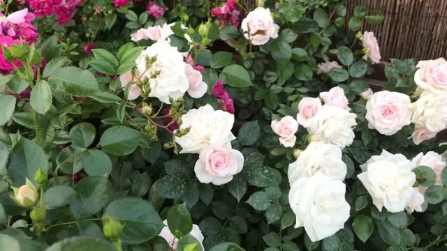 Красивые розы. Роза Аспирин, просто чудо в моем саду! смотреть онлайн