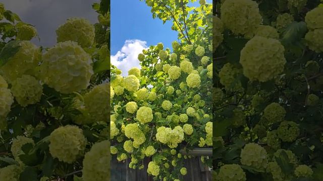 Калига Бульденеж смотреть онлайн