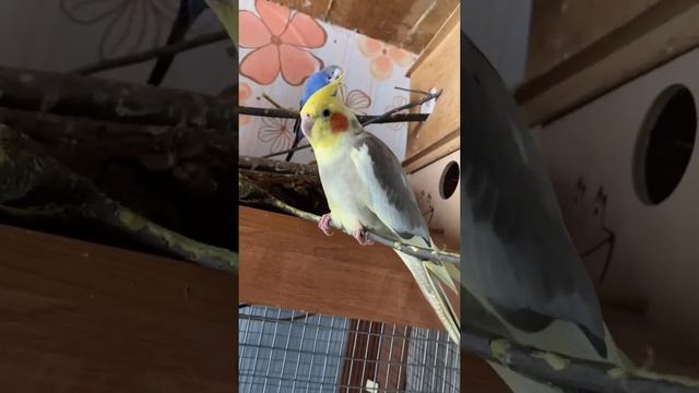 Три окраса корелл на одном видео .Как корелла реагирует на камеру . смотреть онлайн