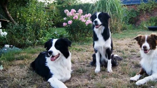 Border Collie / Borderski ovčar / scottish collie смотреть онлайн