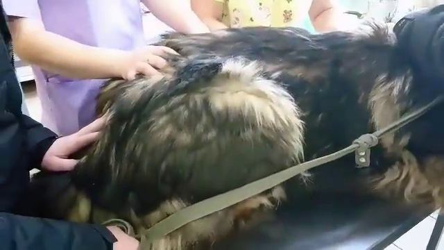РОТВЕЙЛЕР В ВЕТЛЕЧЕБНИЦЕ. РАЗНЫЕ ВСТРЕЧИ смотреть онлайн