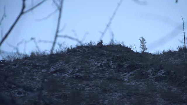 ТРОФЕЙНАЯ ОХОТА НА САЯНСКОГО КОЗЕРОГА смотреть онлайн