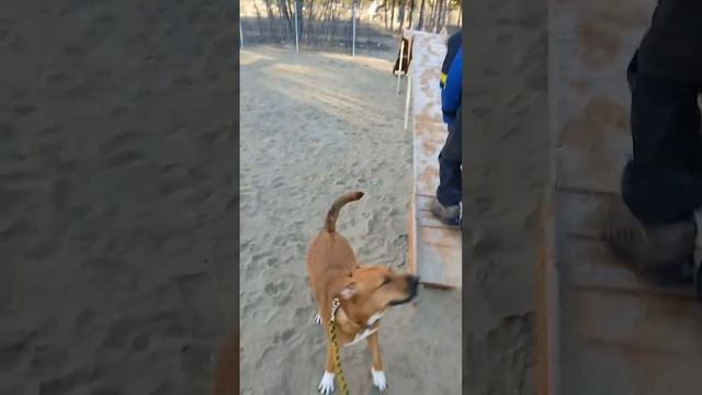 Стеша тестирует новую площадку для собак смотреть онлайн