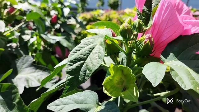 Трав'янистий гібіскус.🌺#травянистийгібіскус#EasyCut смотреть онлайн