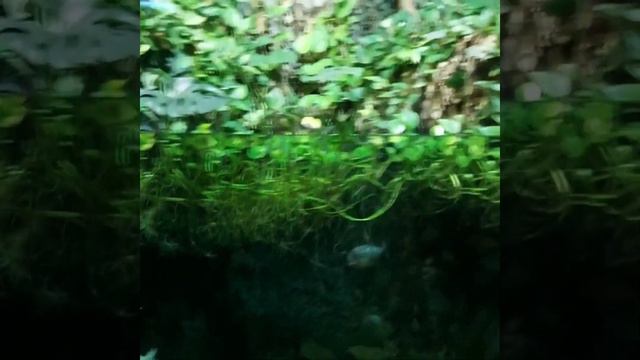 Oceanarium Astana, Столичный Океанариум /Казахстан,Астана смотреть онлайн