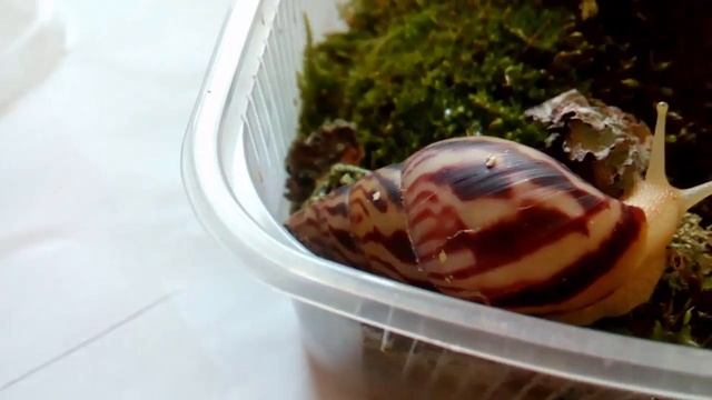 ВЛОГ: Новые ули! / Спасибо за чудесных лимок) смотреть онлайн