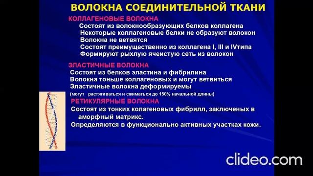 Кожа анатомия гистология физиология