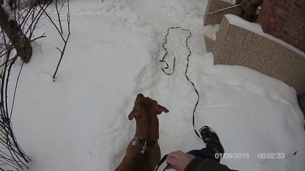 Жесткая работа риджбек (rhodesian ridgeback).