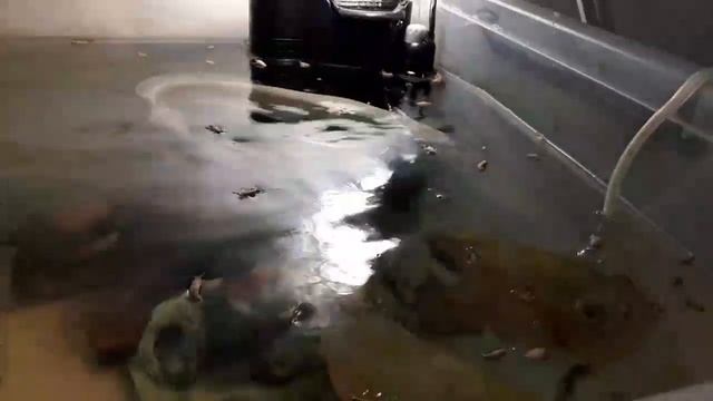 Кормление аквариумных рыб сверчками. смотреть онлайн