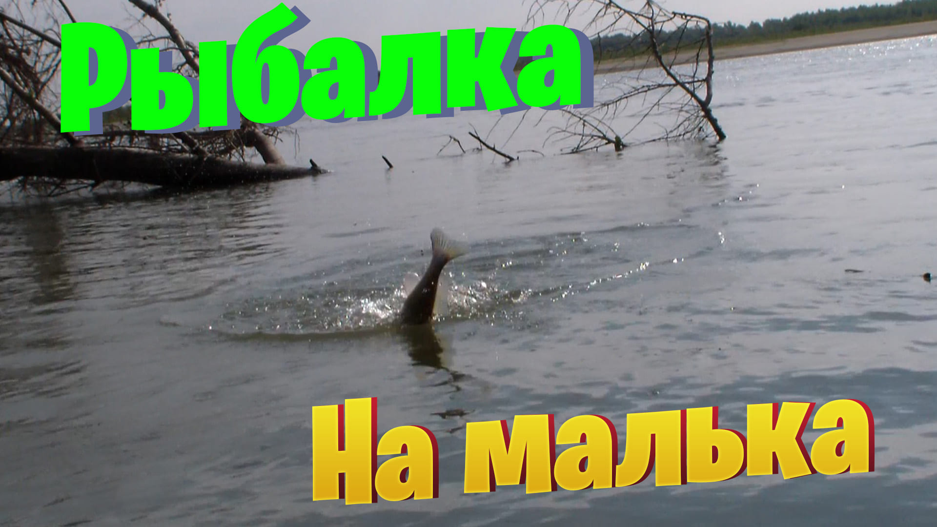 Ловля окуня и судака на живца. Рыбалка на оби смотреть онлайн