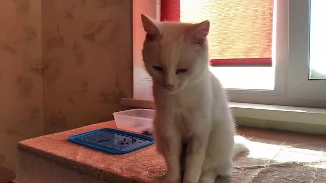 Улитка Ахатина//Пересаживаю малышей ахатин в новый контейнер//Малышам ахатин неделя смотреть онлайн