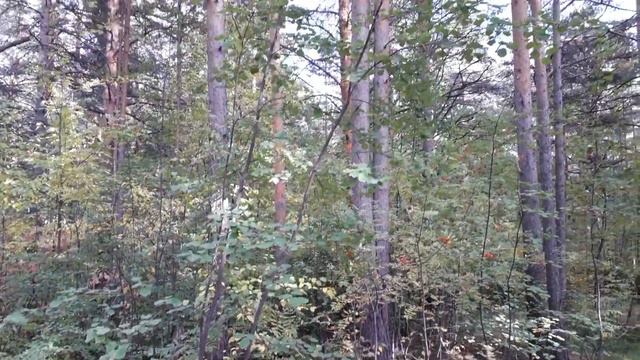 Екатеринбург. В городе настоящий лес?.. Уктус. смотреть онлайн
