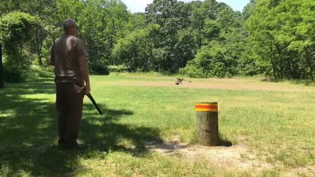 Retrieve training six month old Deutsch Drahthaar смотреть онлайн