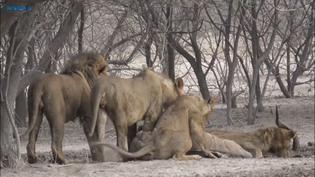 Львиный прайд напал на антилопу. Львы на охоте. Хищники. смотреть онлайн