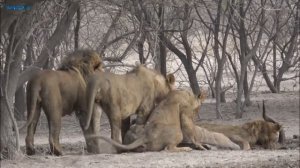Львиный прайд напал на антилопу. Львы на охоте. Хищники.