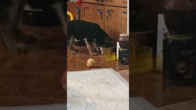 У нас щенок немецкой овчарки 1,5 месяца, ч. 2 смотреть онлайн